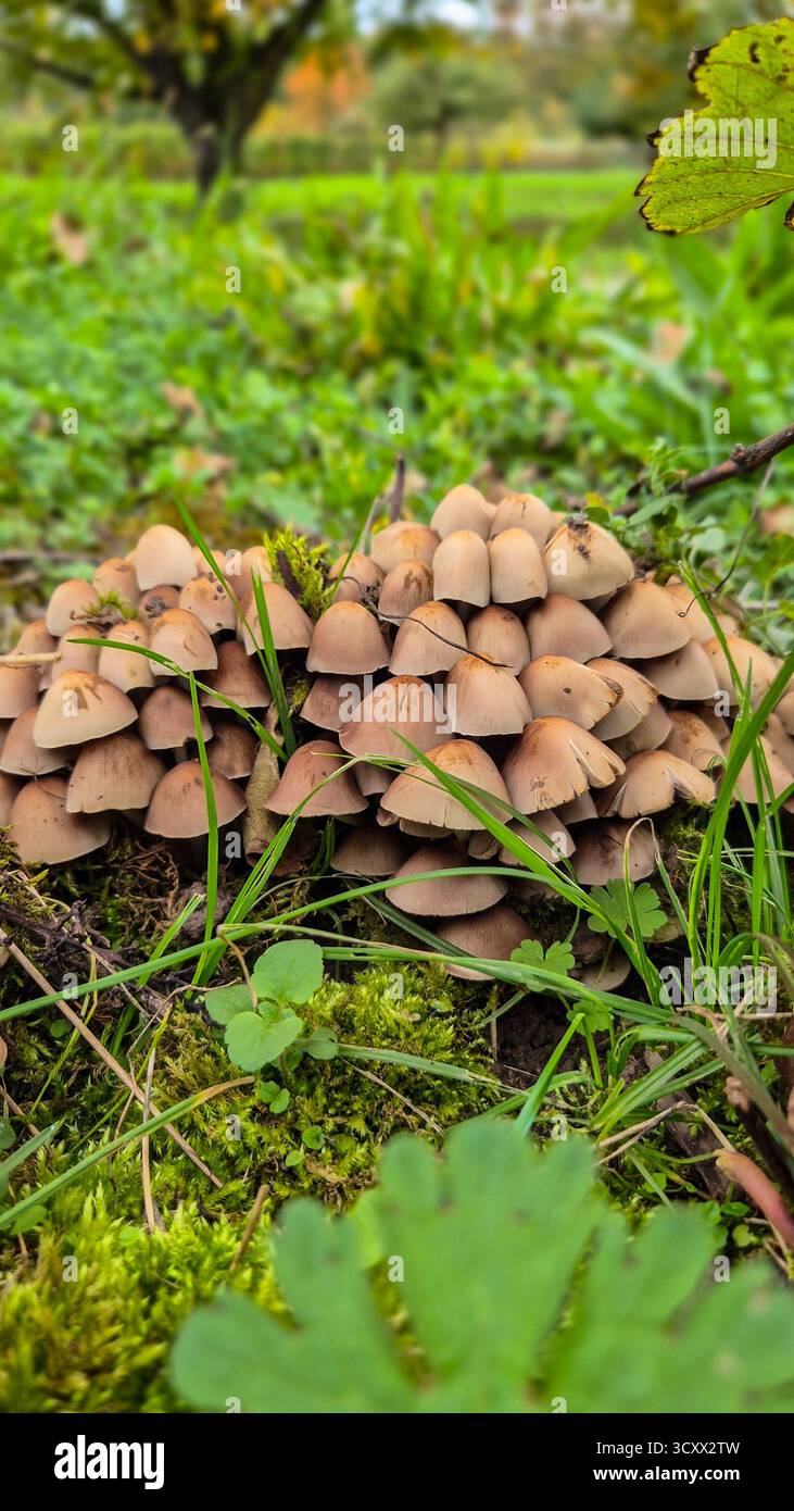 Cluster of small brown mushrooms growing on forest floor among grass and moss in autumn - Smartphone Captured Stock Image