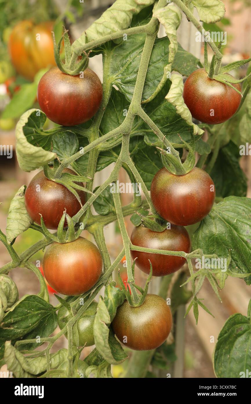 Black opal tomato hi-res stock photography and images - Alamy