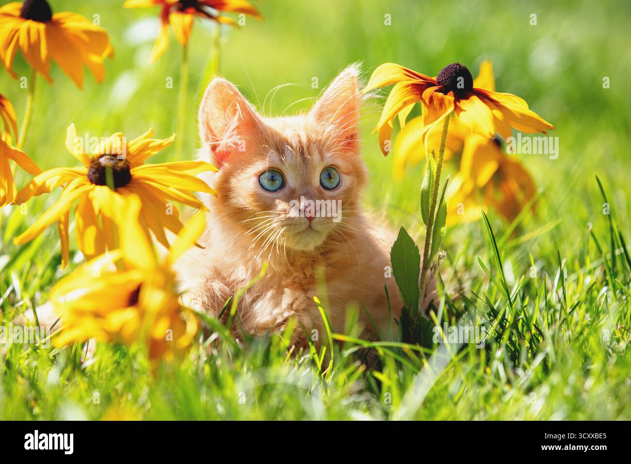 Cute little red kitten lying on the lawn with Rudbeckia hirta (Black ...