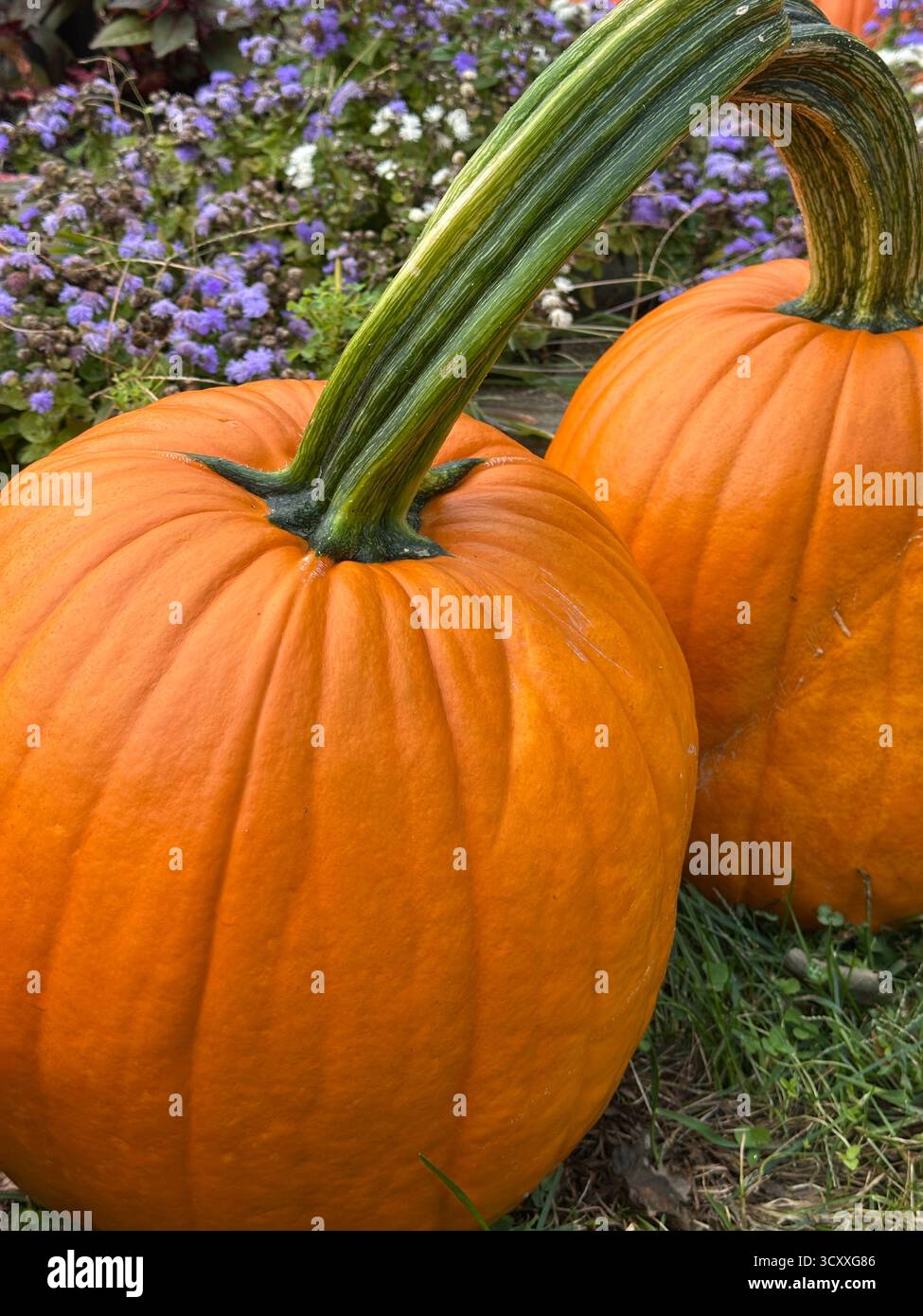 Two Pumpkins in the Grass Stock Photo