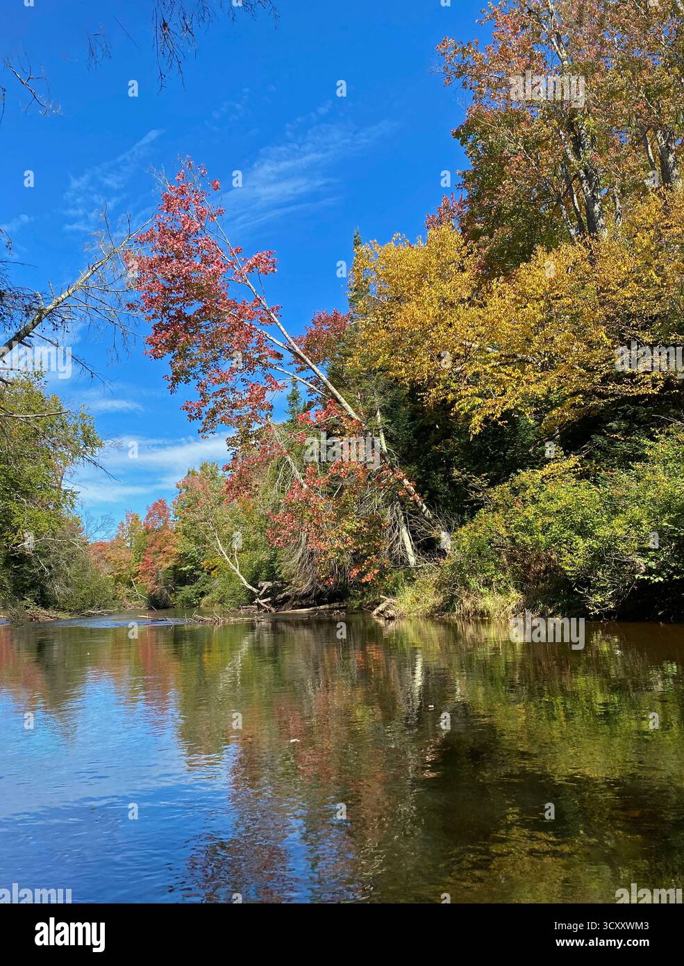 Kayaking down the Manistique River through a forest, lined with trees changing colors in the fall,  in Germfask, Michigan - Smartphone Captured Stock Image