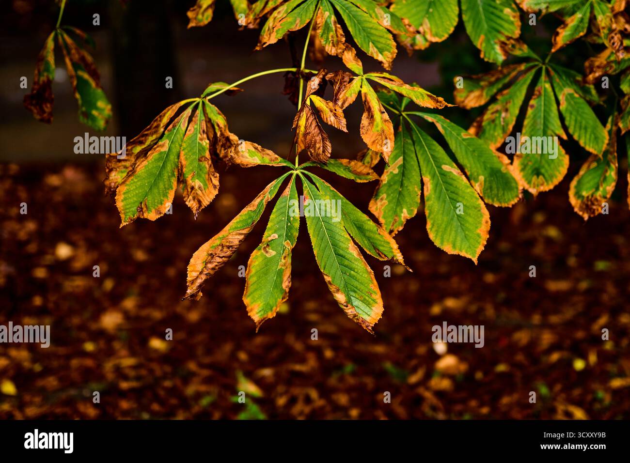 Chestnut tree autumn colours hi-res stock photography and images - Alamy