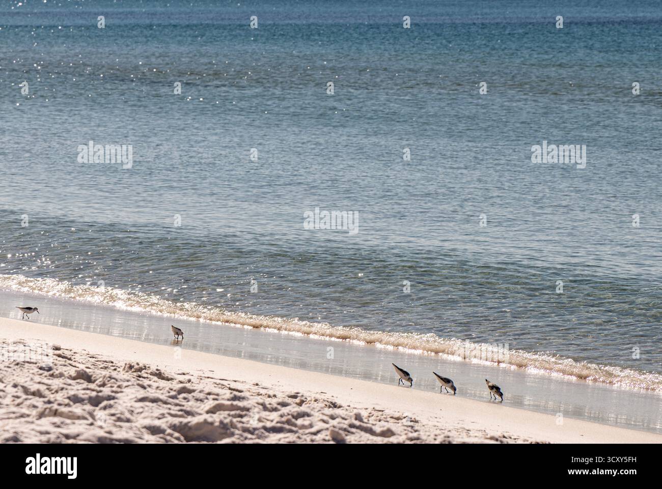 group of small wild birds feeding along the water's edge in Santa Rosa ...