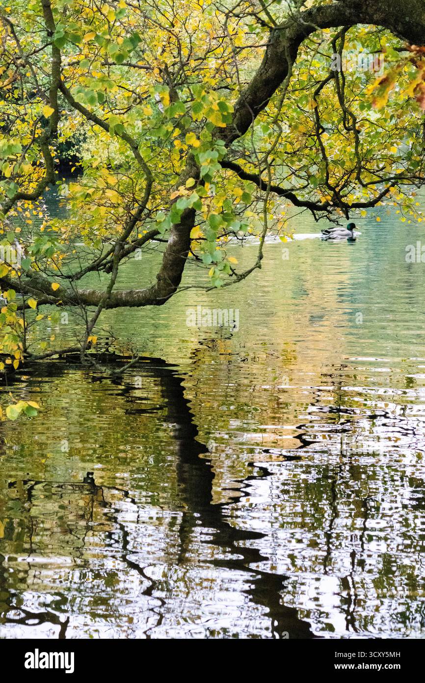 Bingley Five Rise Locks (2025) - All You Need to Know BEFORE You Go (with  Reviews), image size:866x1390