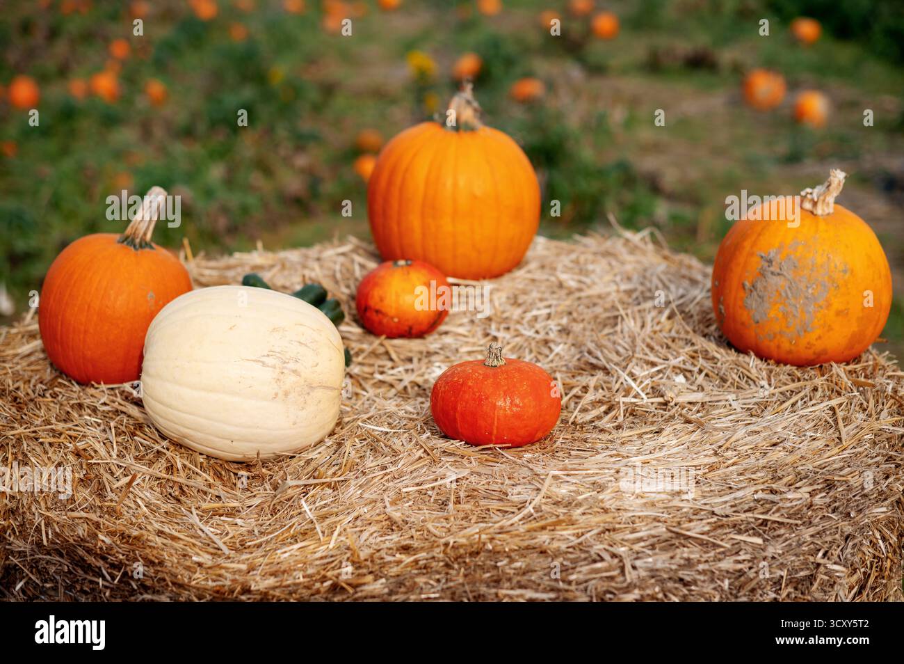 Various pumpkins on a hay bale in a pumpkin patch. Stock Photo