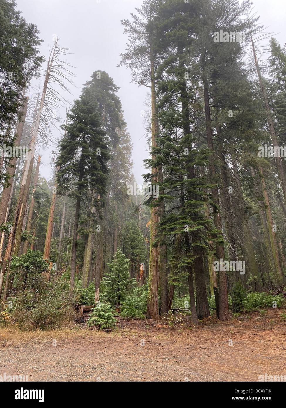 Misty Morning Mountain Pine Forest - Smartphone Captured Stock Image