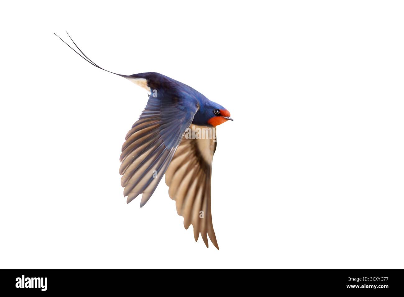 Amazing birds in flight Cut Out Stock Images \u0026 Pictures - Alamy, image size:1300x956
