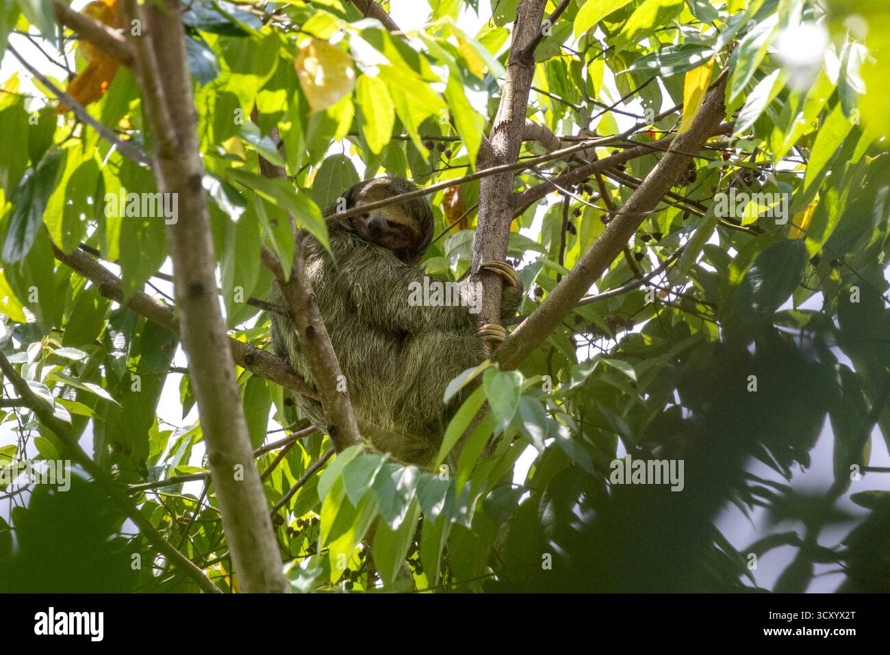 June 26, 2025, La Fortuna, Costa Rica: A Sloth in trees near La Fortuna ...