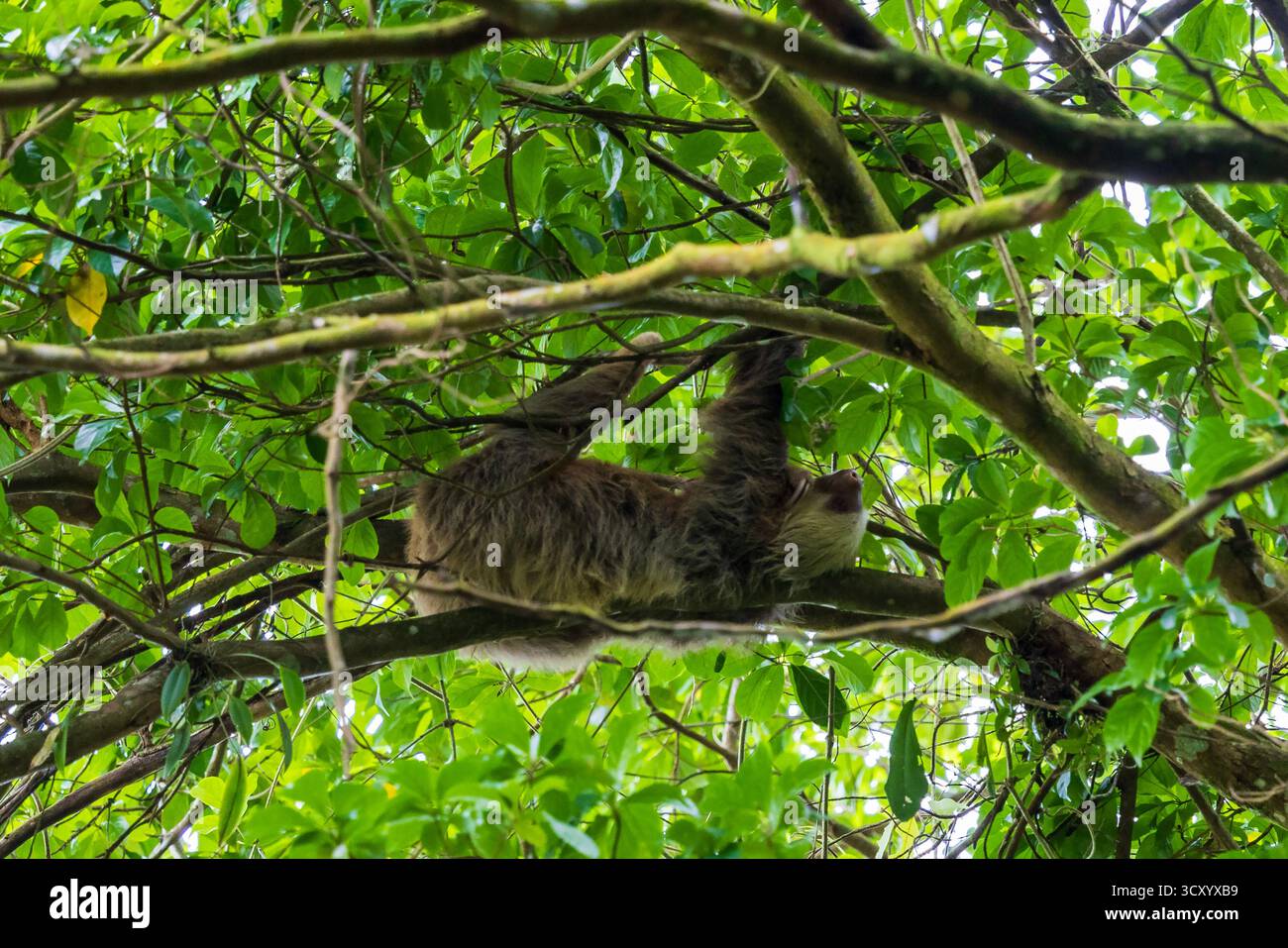 June 26, 2025, La Fortuna, Costa Rica: A Sloth in trees near La Fortuna ...