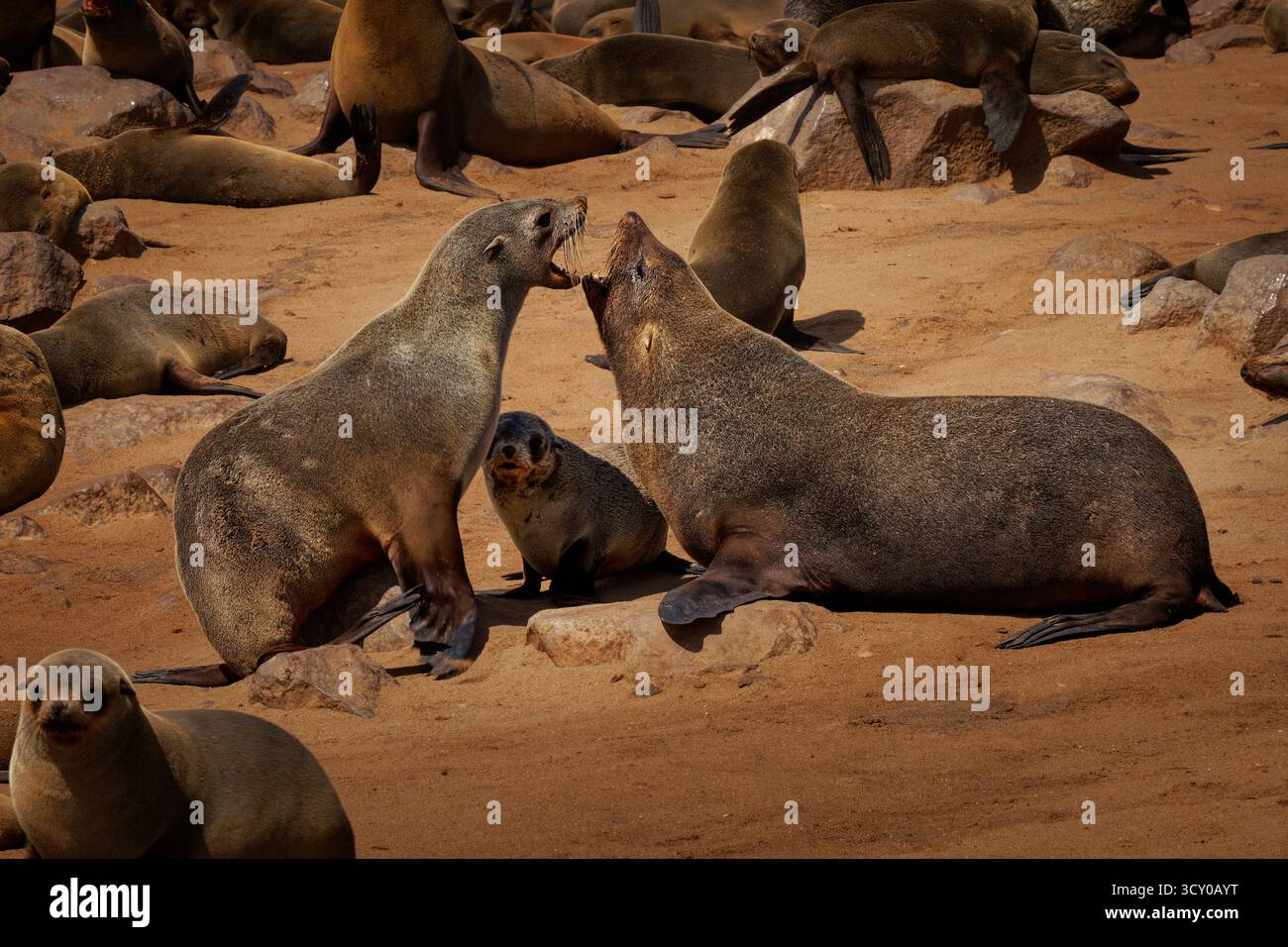 Cape fur seal or Afro-Australian fur seal Arctocephalus pusillus, species of fur seal on the coast of Namibia, sea mammals and their life on the beach Stock Photo