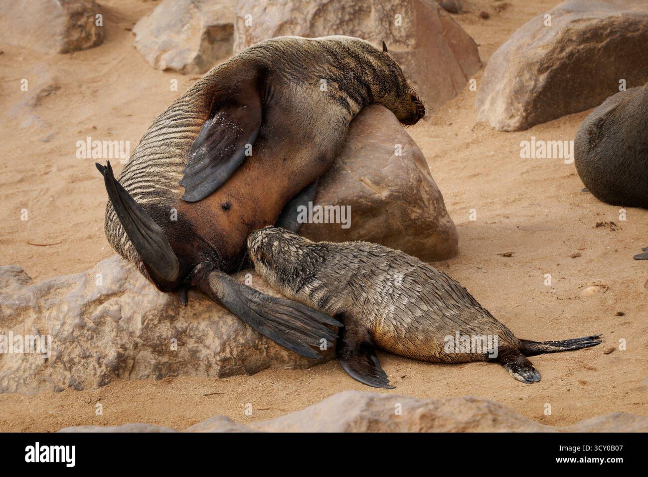 Cape fur seal or Afro-Australian fur seal Arctocephalus pusillus, species of fur seal on the coast of Namibia, sea mammals and their life on the beach Stock Photo