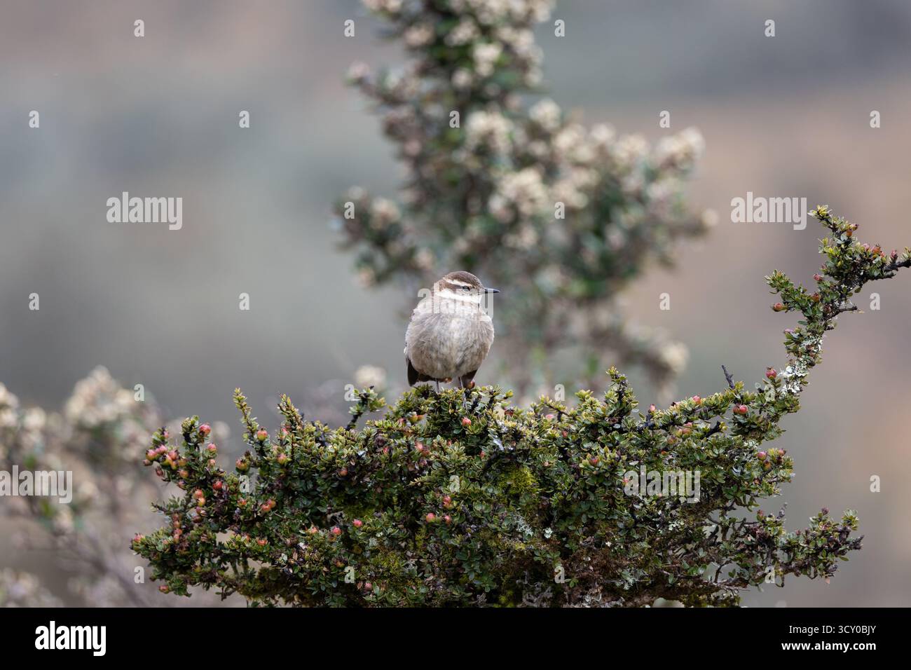chestnut-winged-cinclodes-cinclodes-albidiventris-perched-on-p-ramo