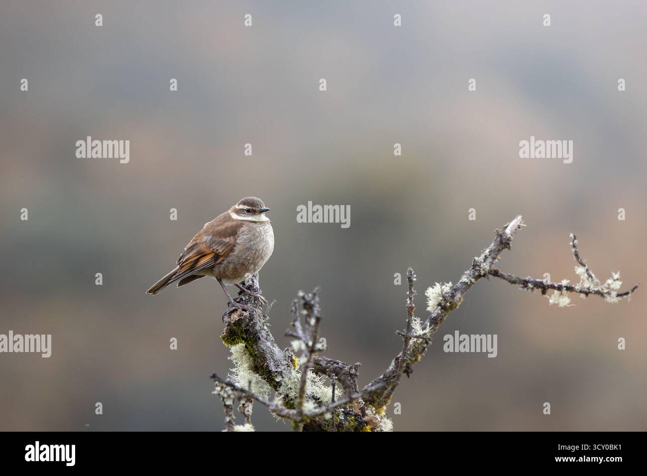 chestnut-winged-cinclodes-cinclodes-albidiventris-perched-on-p-ramo