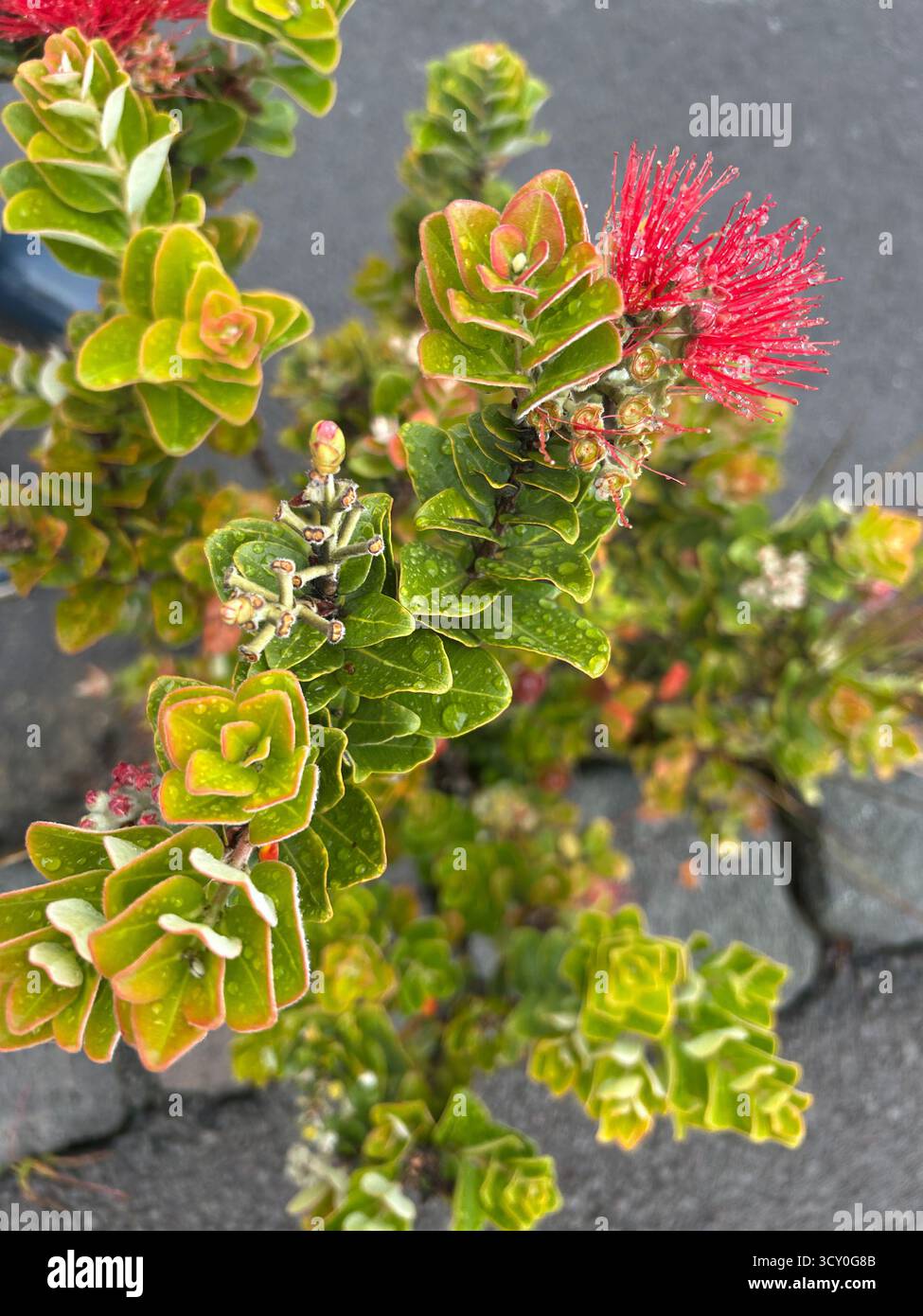 A striking, geometrically patterned plant in bright pink and green, growing out of volcanic soil in Hawaii’s unique landscape. - Smartphone Captured Stock Image