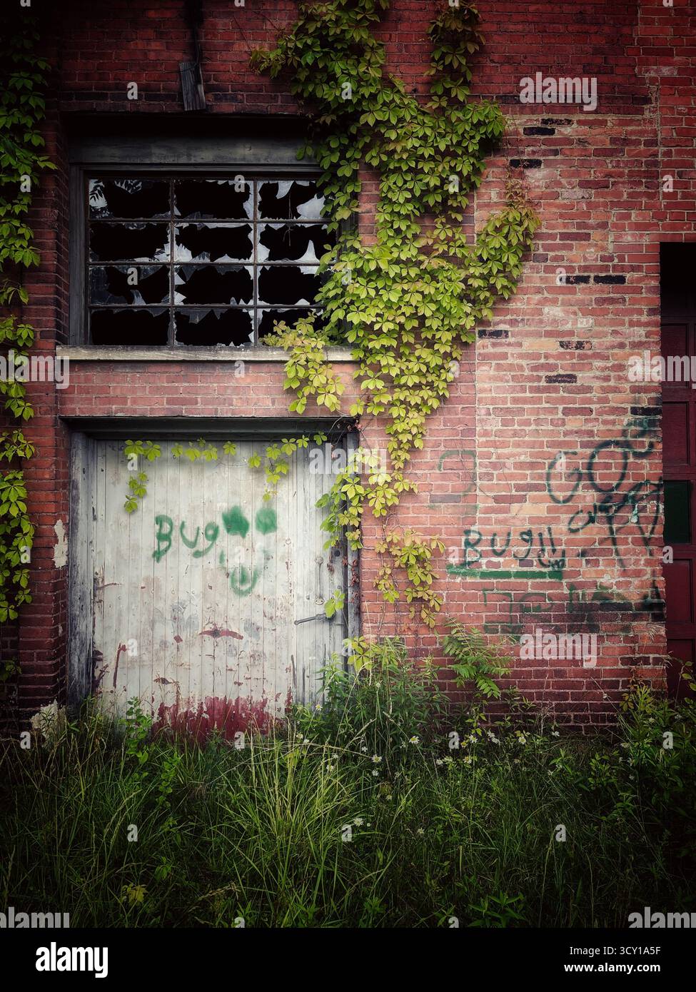 Overgrown ivy climbs the brick wall of an abandoned building with broken windows and graffiti on the weathered wooden door - Smartphone Captured Stock Image