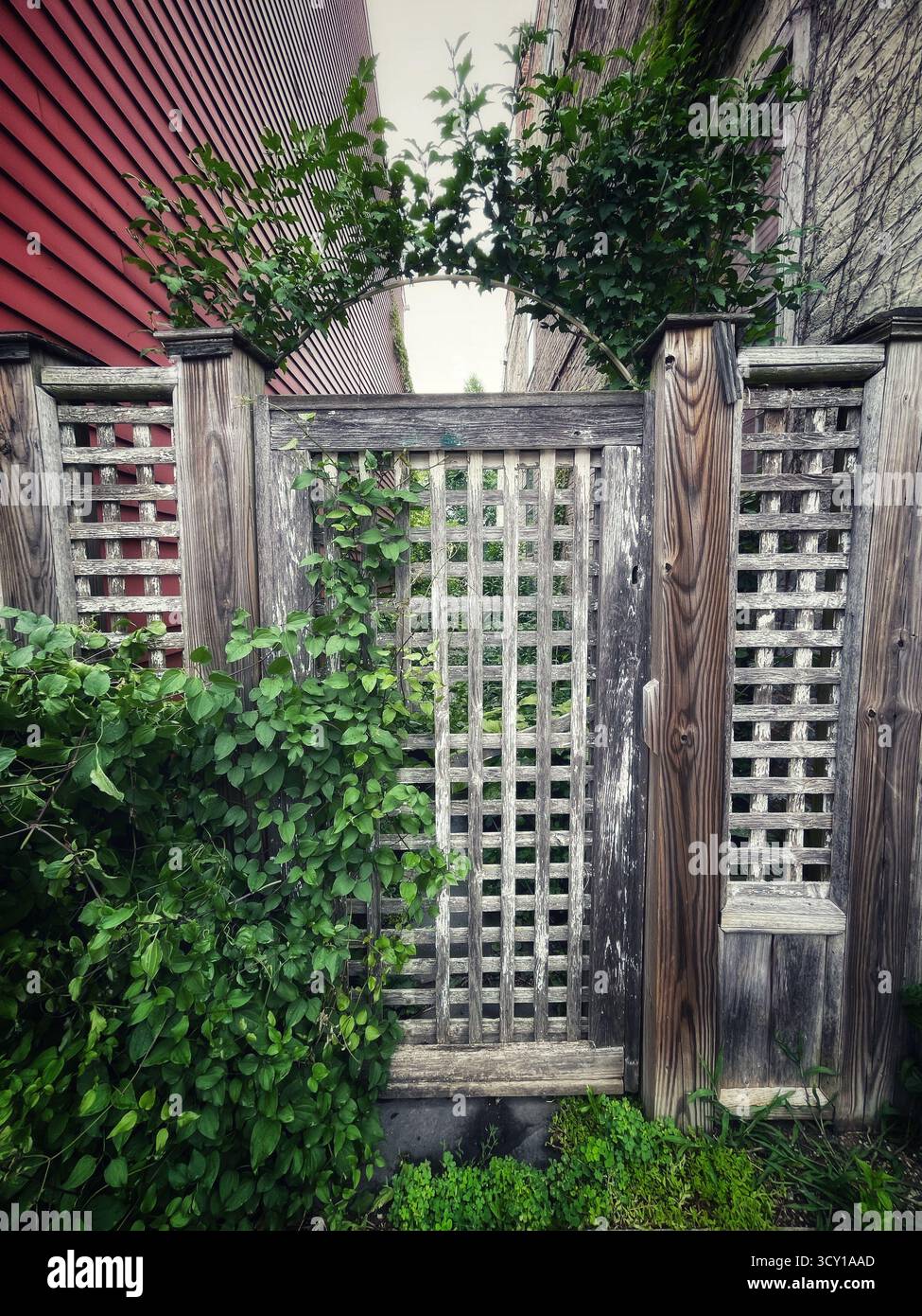 Wooden lattice garden gate with overgrown foliage in a narrow alley between two red and beige buildings - Smartphone Captured Stock Image