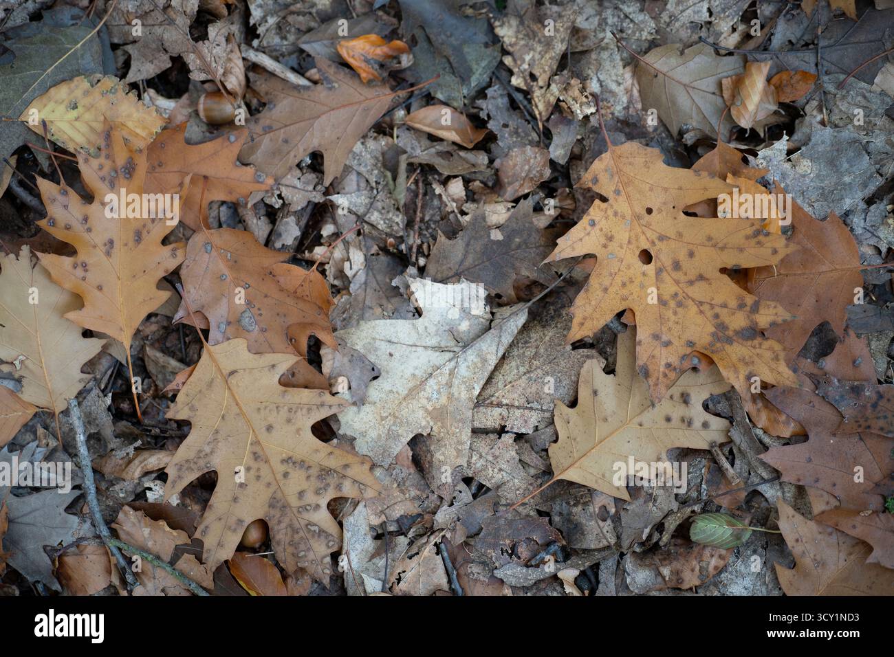Brown fallen oak leaves on the ground in autumn, concept of nature and ...