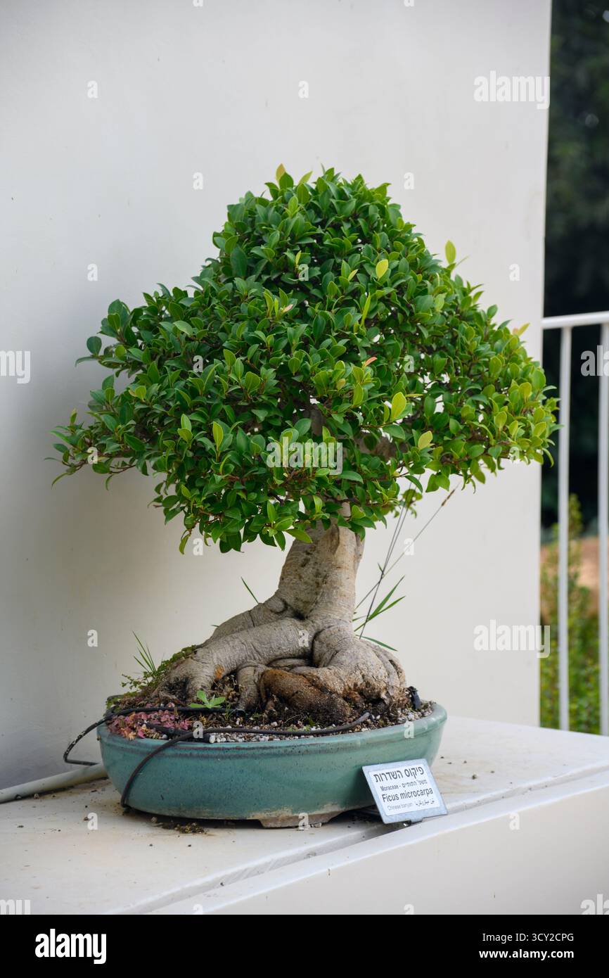 Ficus microcarpa, also known as Chinese banyan, Hill's weeping fig,  small-fruited fig, Malayan banyan, Indian laurel, or curtain fig, Bonsai is  the Ja Stock Photo - Alamy