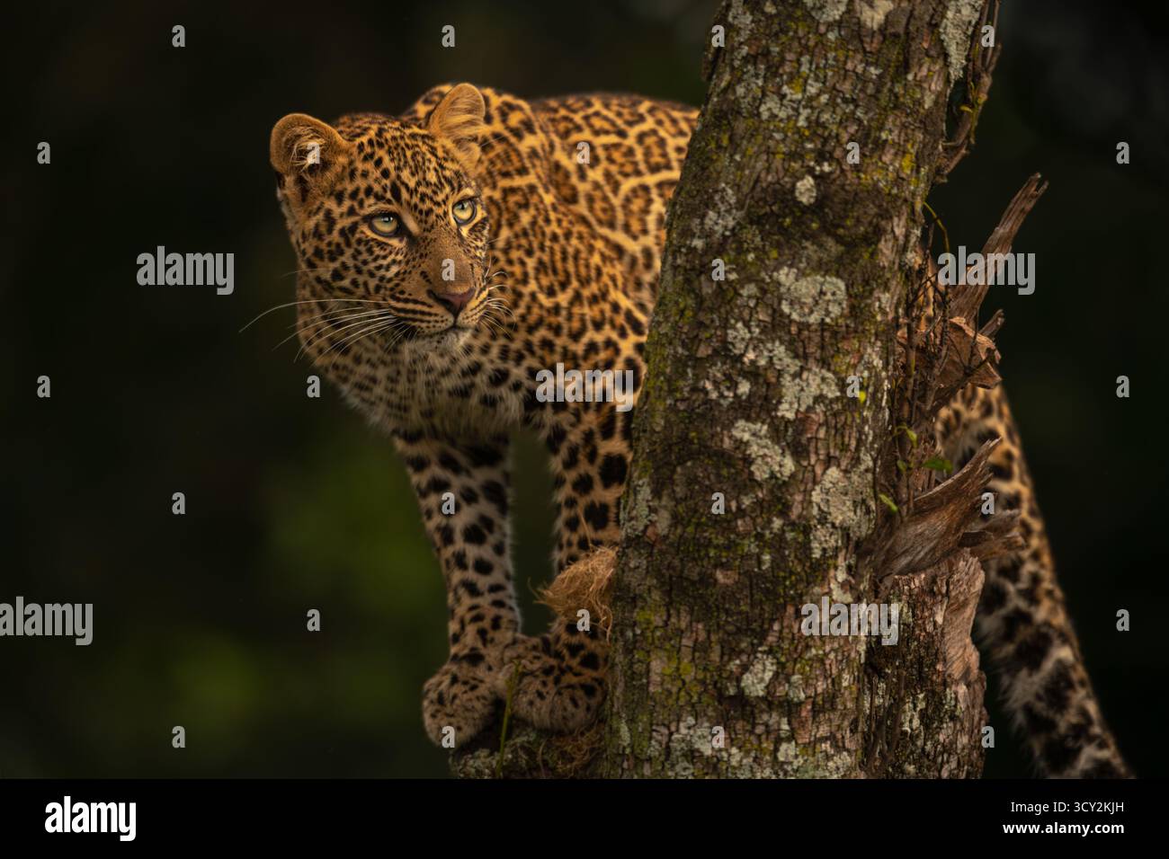 A female leopard stands in a tree that is covered in lichen. She has ...