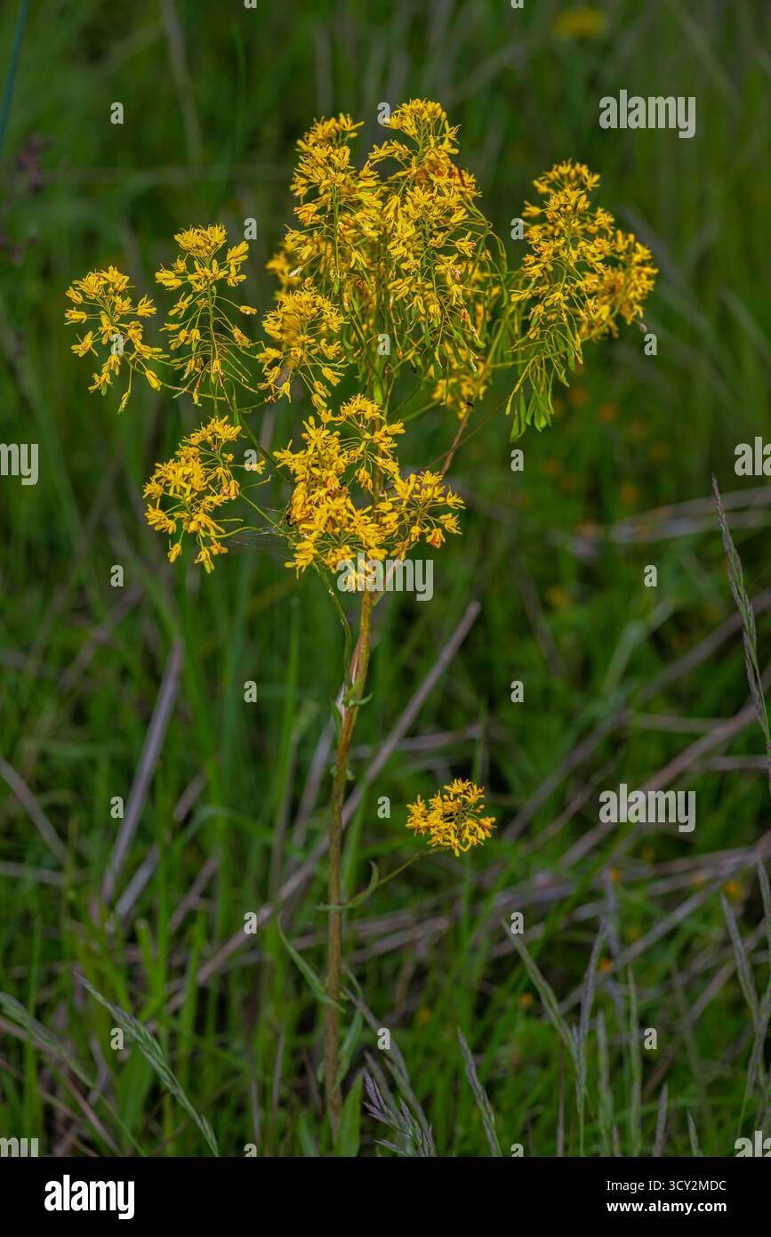 Woad (Isatis tinctoria) in bloom, a member of the Brassicaceae family. Woad is one of the so-called 'blue plants,' which produce a blue dye. Abruzzo Stock Photo