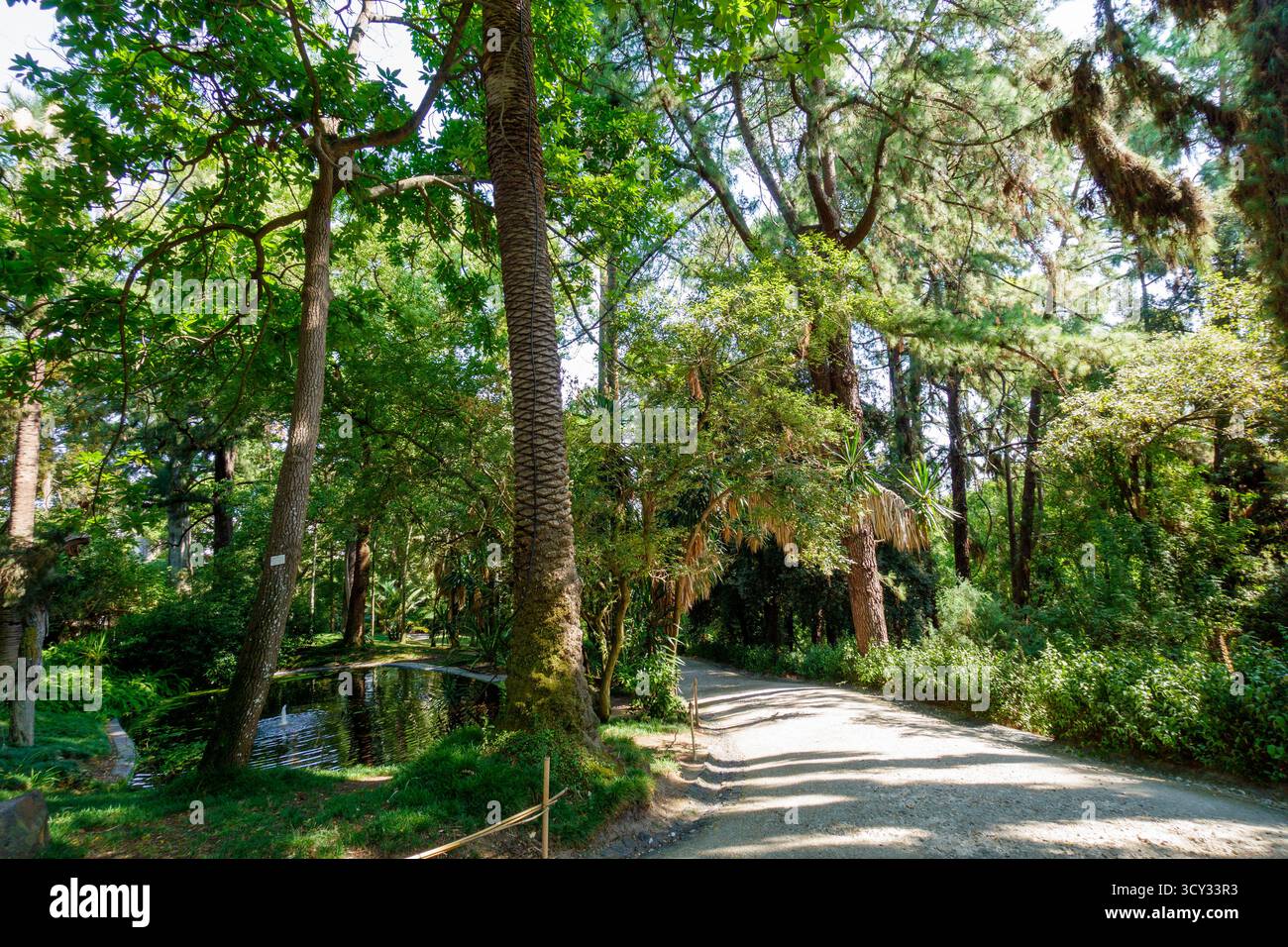 Forest path tall trees sunlight hi-res stock photography and images - Alamy