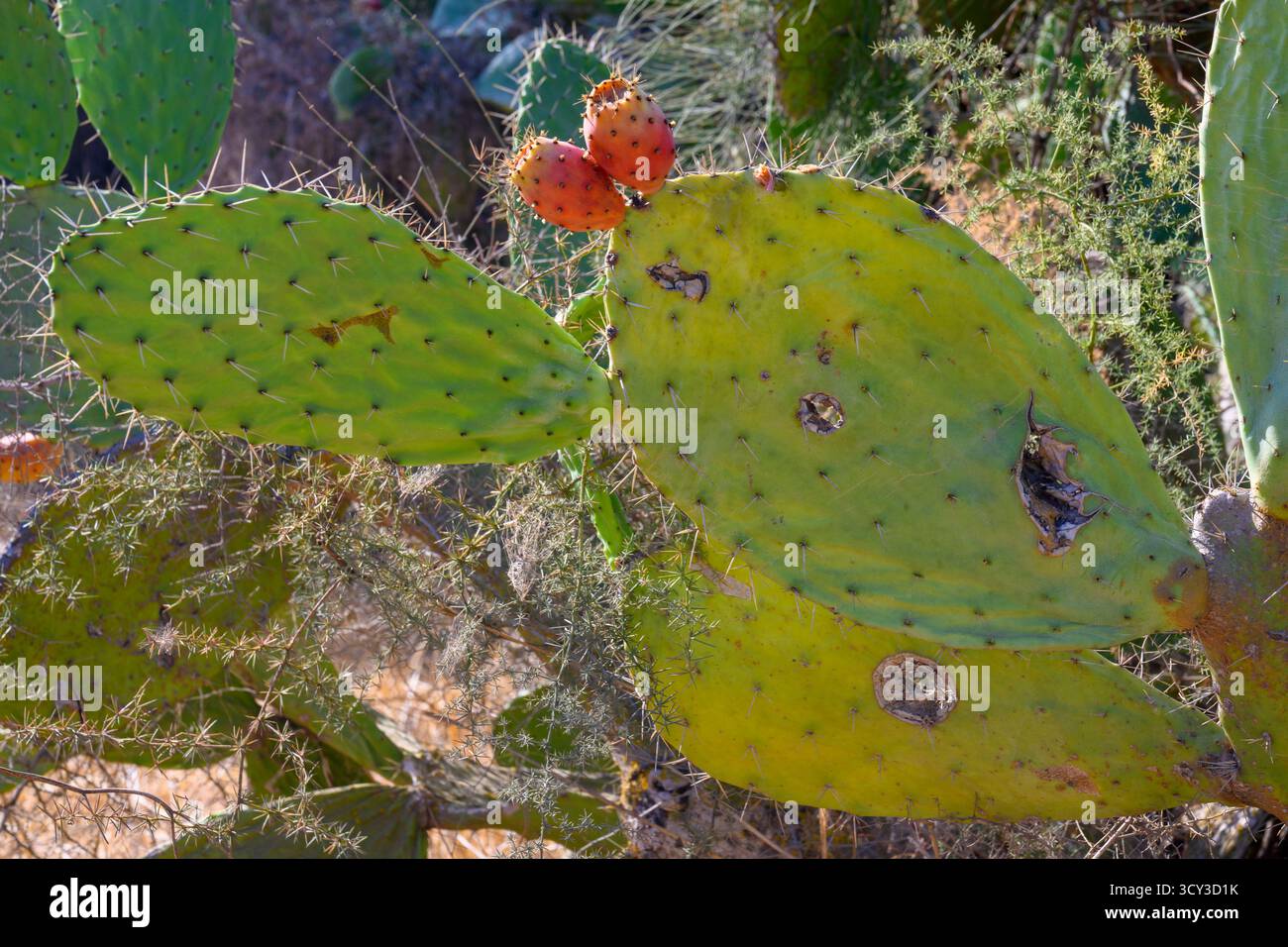 Cochineal scale hi-res stock photography and images - Alamy