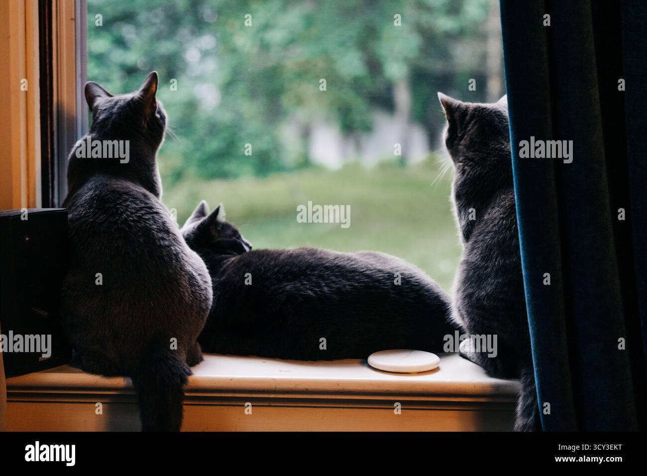 Three grey cats sitting quietly on a window sill, gazing outside Stock ...