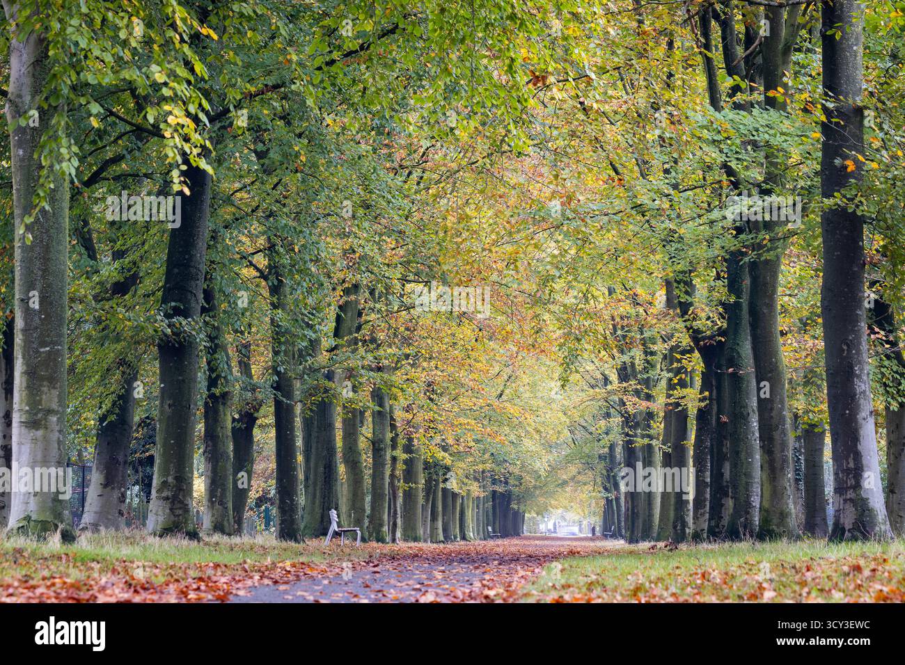 Autumn view of the beautiful beech avenue, on the Kasteeldreef, in Berlare, East Flanders, Belgium. Copy space above. - Stock Image