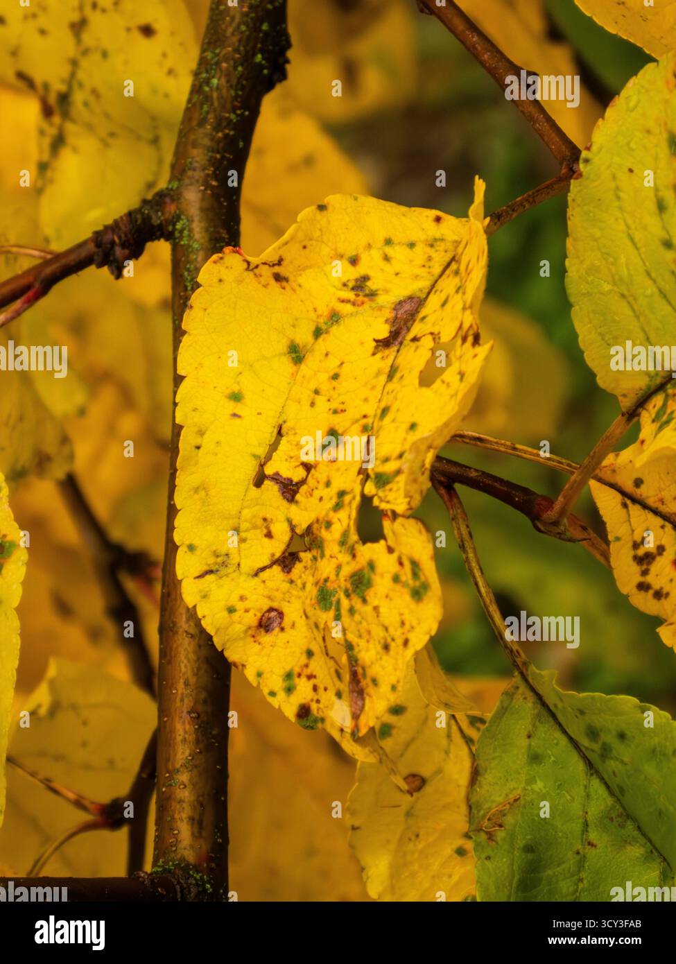 Vivid Yellow Autumn Leaf and Wet Tree Branch Stock Photo