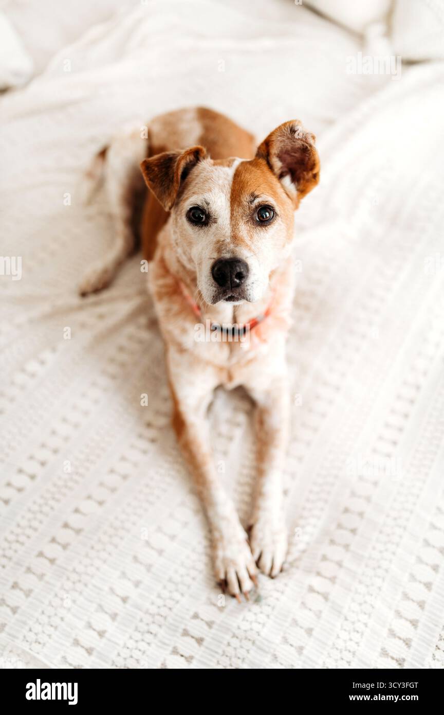 dog with cute ears laying one a white bed Stock Photo