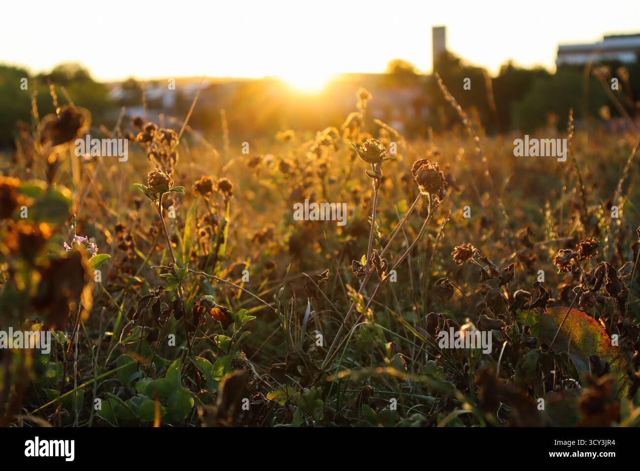 The sun setting behind a field Stock Photo