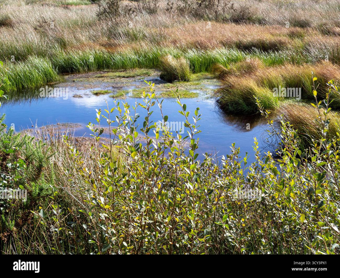 Drumburgh moss nature reserve hi-res stock photography and images - Alamy