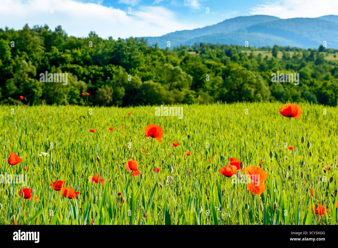 mountain landscape with red poppy flowers blooming on the green rural field. beautiful agricultural countryside of ukraine with forested hills on summ Stock Photo