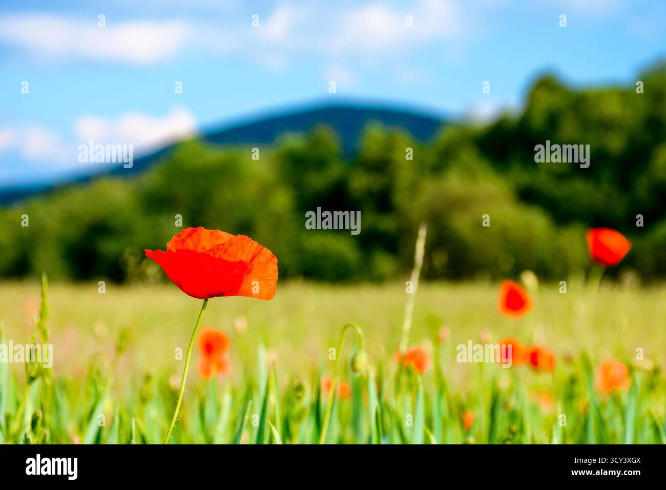 mountain landscape with red poppy flowers blooming on the green rural field. beautiful agricultural countryside of ukraine with forested hills on summ Stock Photo
