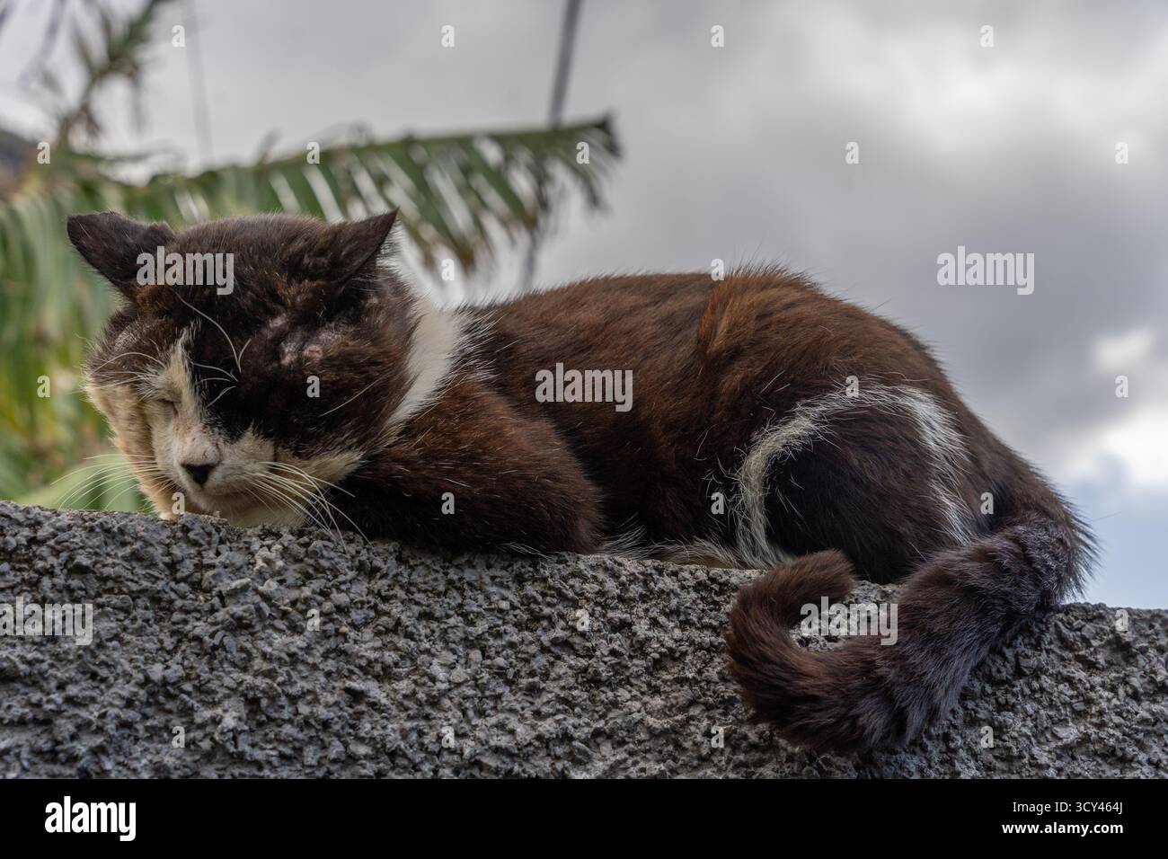 Old stray cat resting peacefully on a stone wall Stock Photo