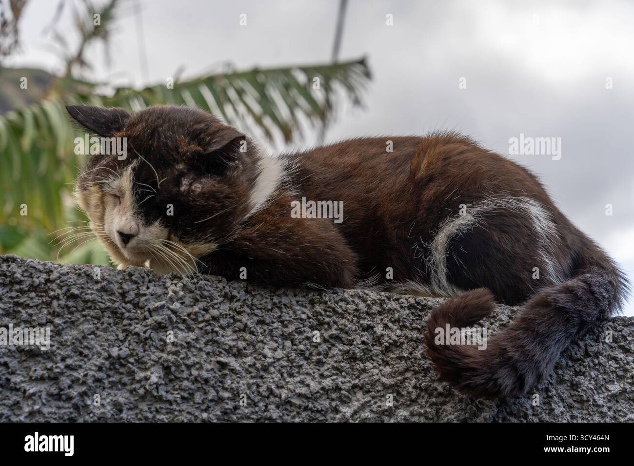 Old stray cat resting peacefully on a stone wall Stock Photo