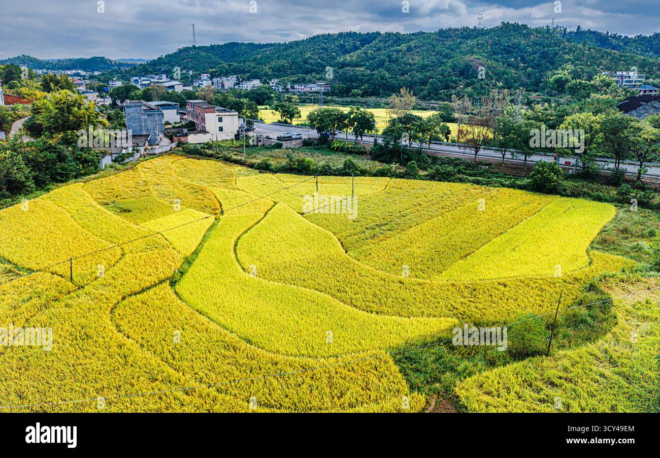 Aerial photo shows the golden rice field in Ganzhou City, east China's ...