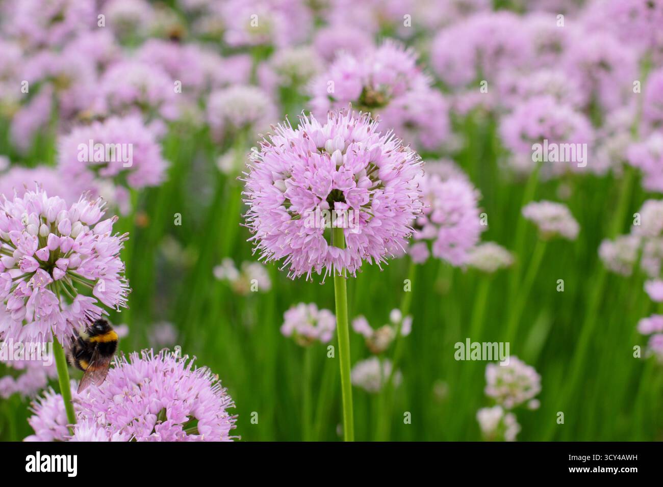 Allium Millenium displaying characteristic rosy pink pom pom flowers. Summer flowering ornamental onion. Stock Photo
