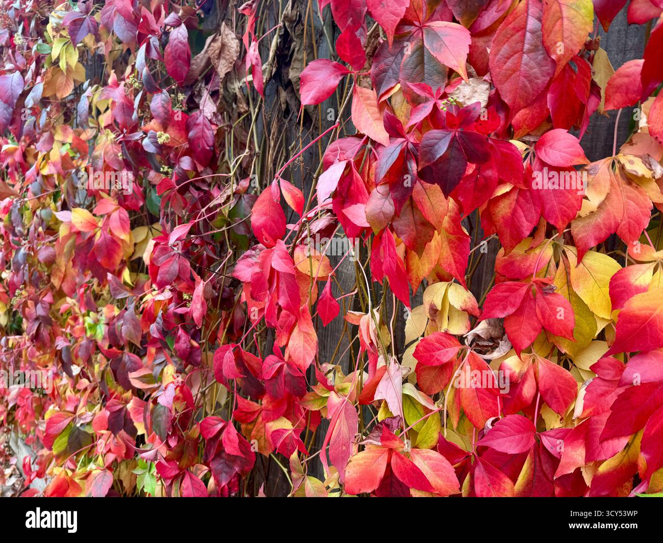 A wall covered by red leafs - Smartphone Captured Stock Image