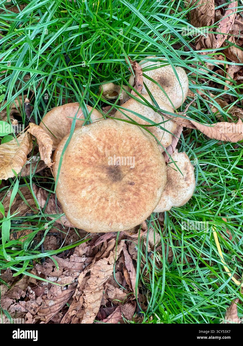 A Honey fungus genus Armillaria - Smartphone Captured Stock Image