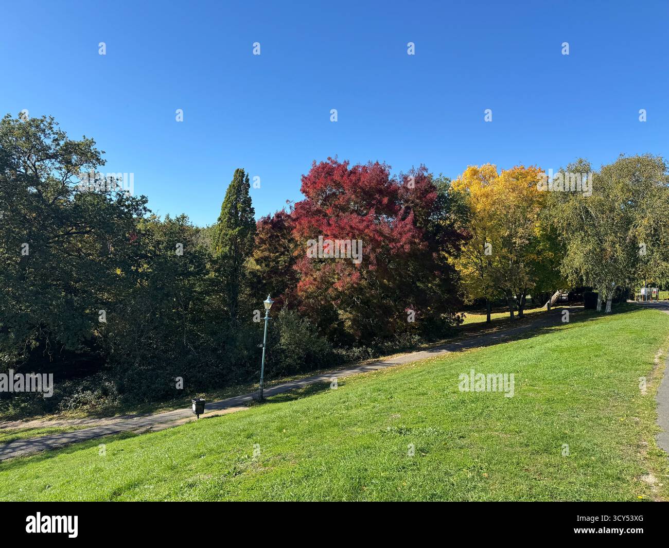 Park with differnt colors trees - Smartphone Captured Stock Image