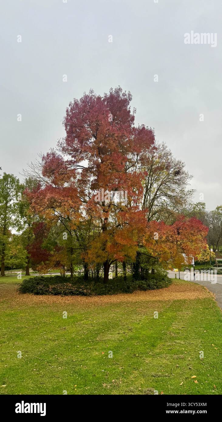 The warm colors of autumn tree - Smartphone Captured Stock Image