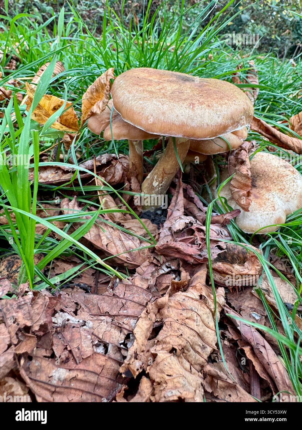 A Honey fungus genus Armillaria - Smartphone Captured Stock Image