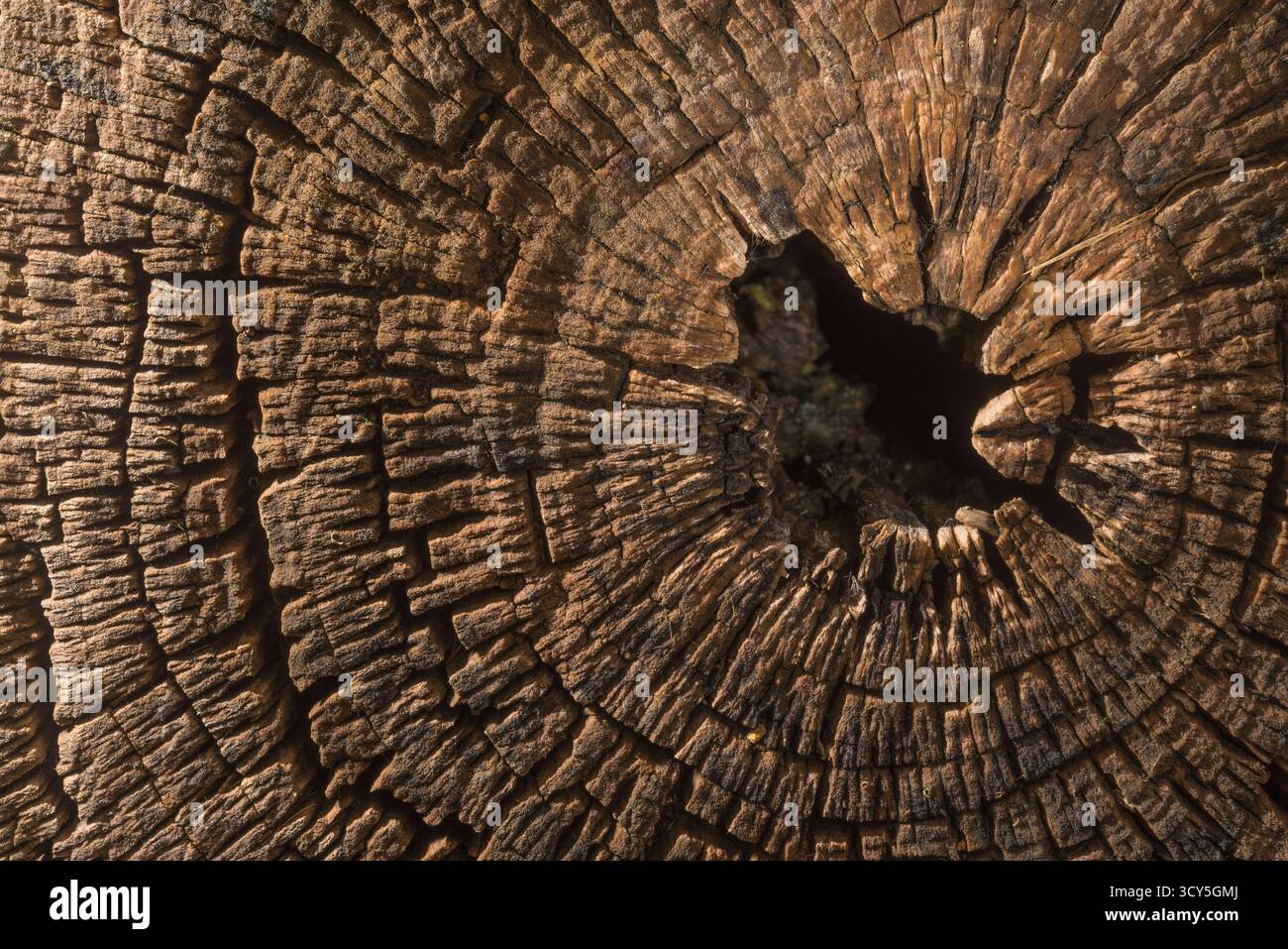 Cut tree trunk with detailed textures and cracks, many ants and various ...