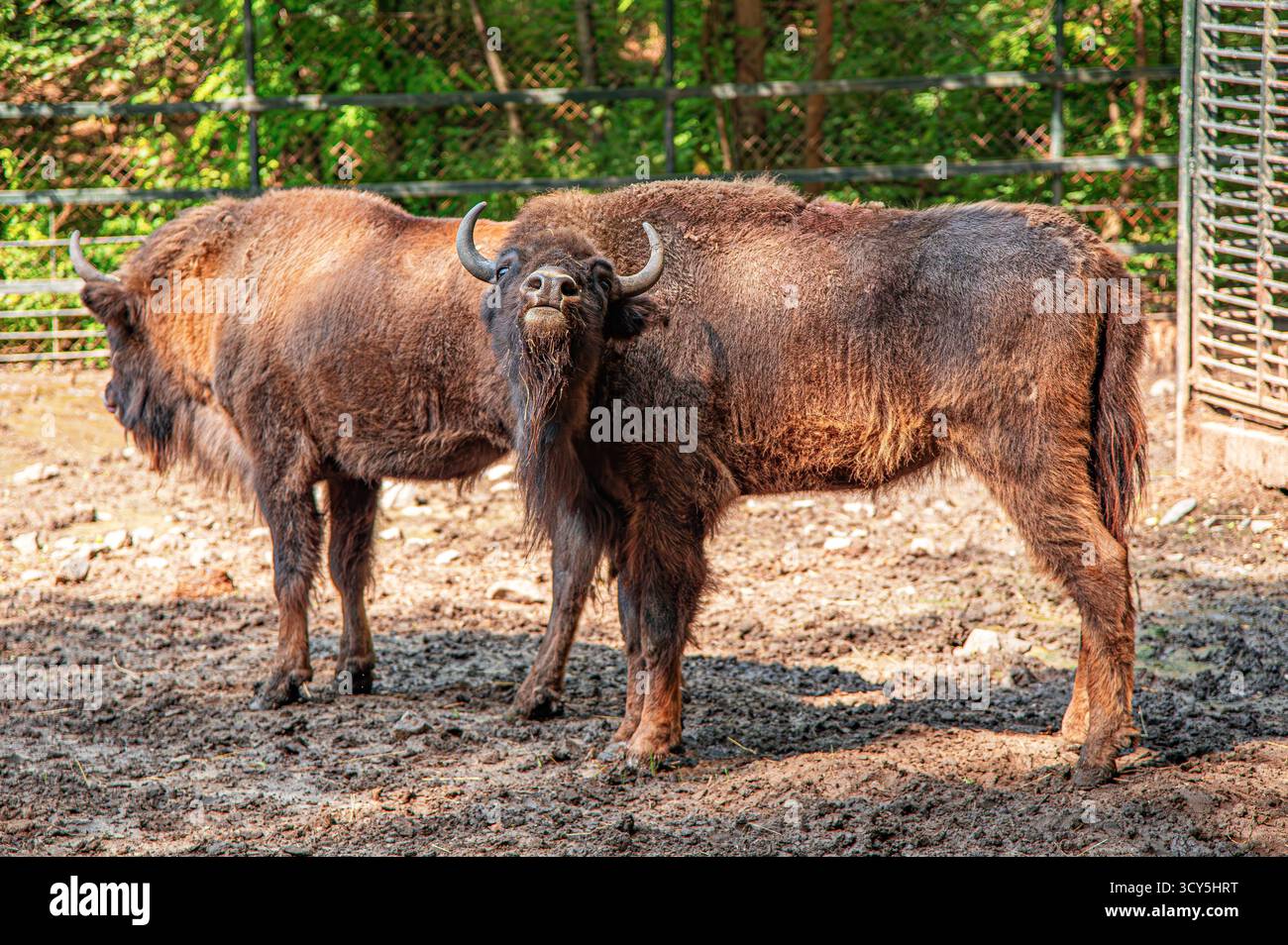 Two bison standing together in a muddy enclosure on a sunny day Stock ...