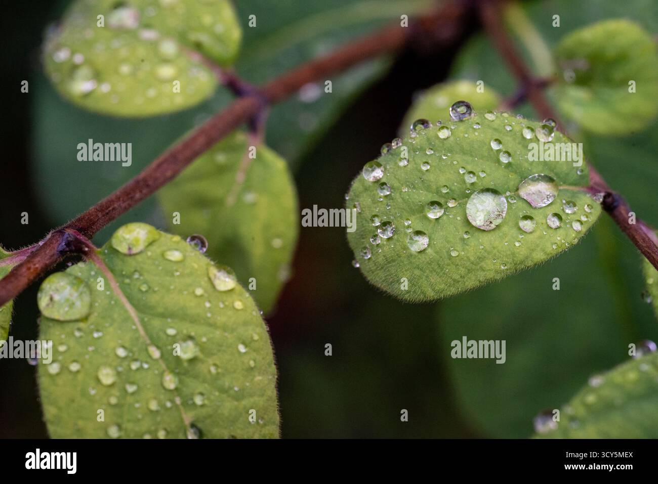 Detailed macro shot of multiple green leaves covered in raindrops, showing natural beauty and freshness after a rainfall. Stock Photo