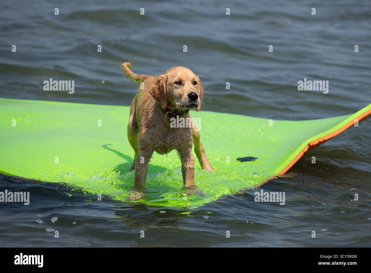 A worried dog standing on a floating raft in the water Stock Photo - Alamy