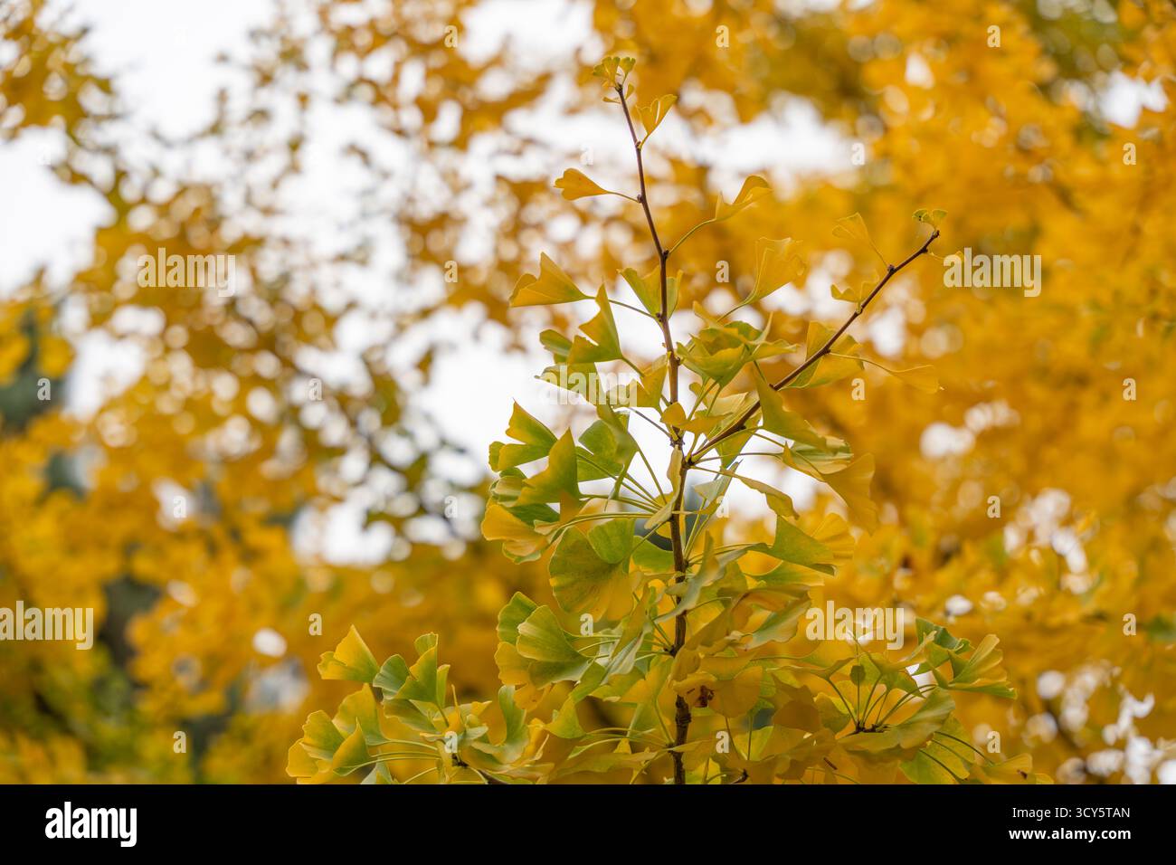 Golden ginkgo leaves create hi-res stock photography and images - Alamy