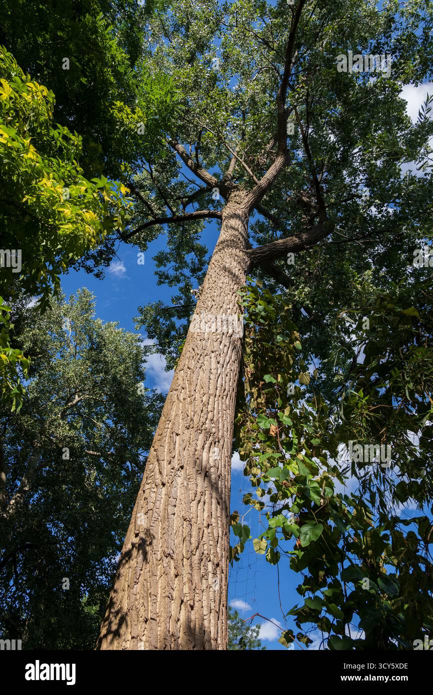 Poplar tree hi-res stock photography and images - Alamy
