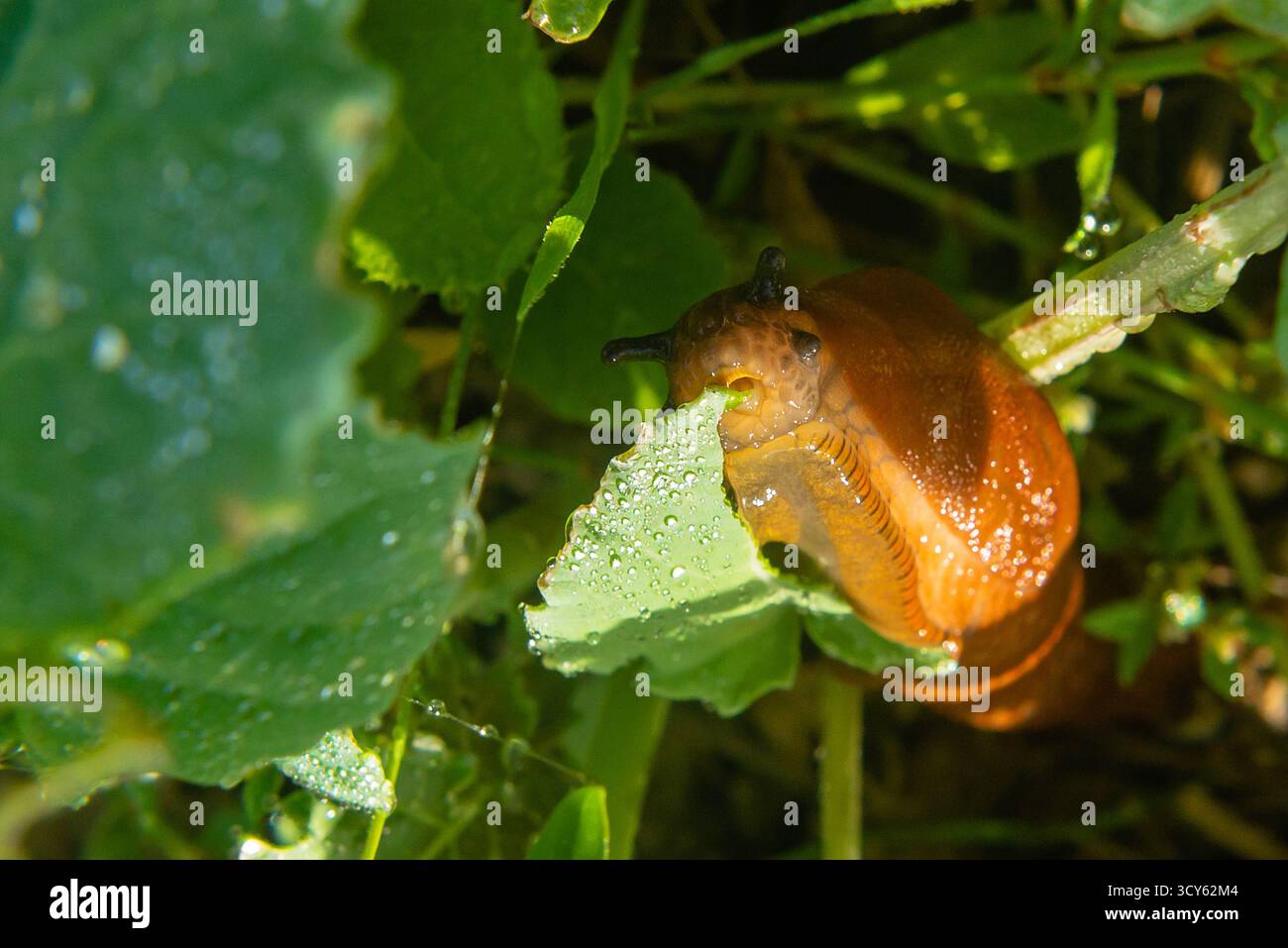 Small brown snail crawling on a wet green leaf after rain, showing ...